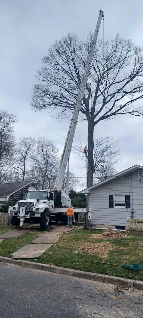 3rd time using traditional tree service in 10 yrs- 5* service once again- thx Steve once again for the phenominal