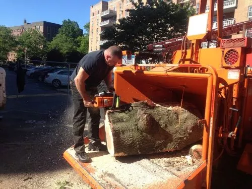 These guys did a great job the best tree service in the Bronx