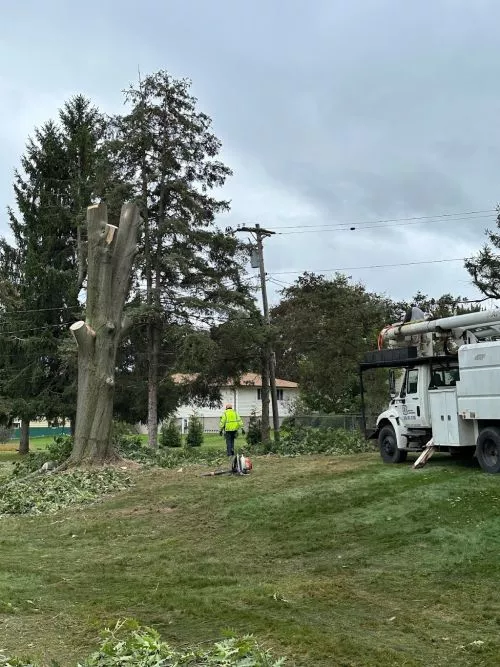 I highly recommend this tree removal service. We had a huge oak limb and evergreen tree removed from a difficult spot to