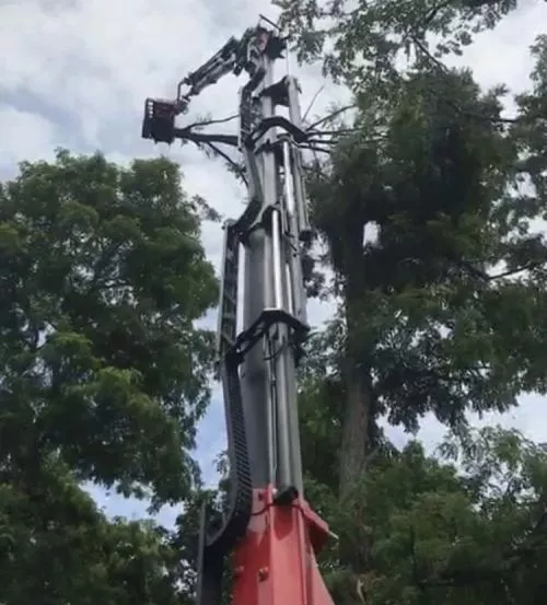 Preston tree removal service did a fantastic job removing several trees and grinding the stumps