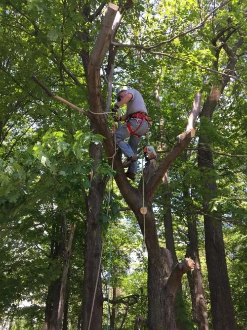 ArborWorks Tree Service is a wonderful company to work with. I had several trees removed and many trimmed back