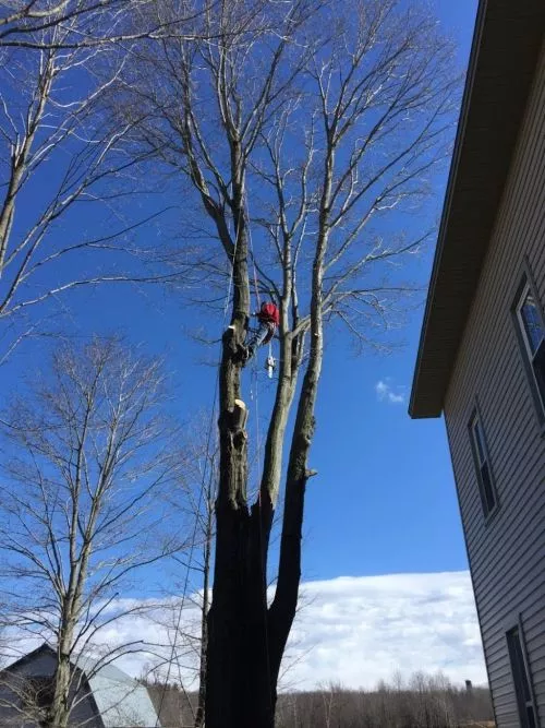 Removed very large, very dead eyesore of a tree from my property. Extremely professional and courteous. Will use again