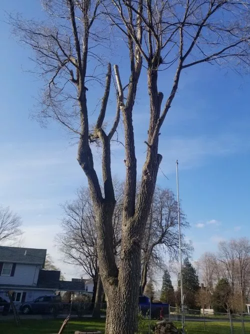 Their crew came in and did a great job on our difficult tree problem. One large tree was very close to the house