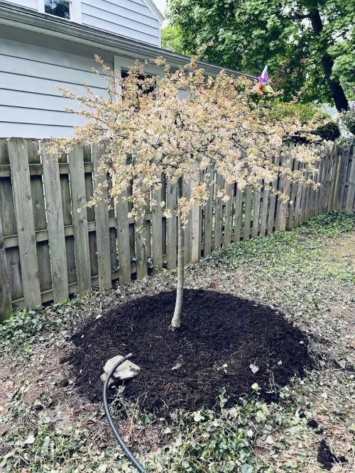 The owner, Clark, responded very quickly to my request for a quote to remove a large dead ash tree