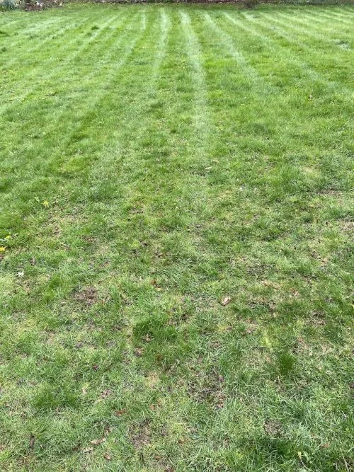 Dustin did an excellent job aerating our lawn today. He was careful around the trees and landscaping but managed to hit