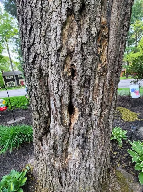 Climbed and removed a rotten tree close to my parents house. Showed up when he said would be there and did a fantastic job