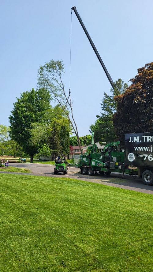  alt='J. M. Tree Service did an excellent job removing 2 very large maple trees that were in a difficult to reach location on a'