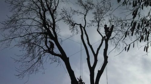  alt='This Elm is in a tight corner, with power and communication lines running through it'