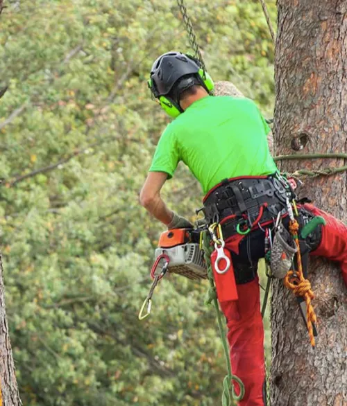 They were fantastic! Reasonably priced and did an amazing job. Better than other tree services I used