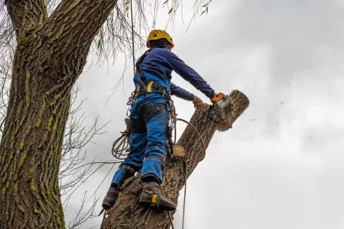 When I lived on Long Island I used Bear Tree Service for all my tree pruning and removal