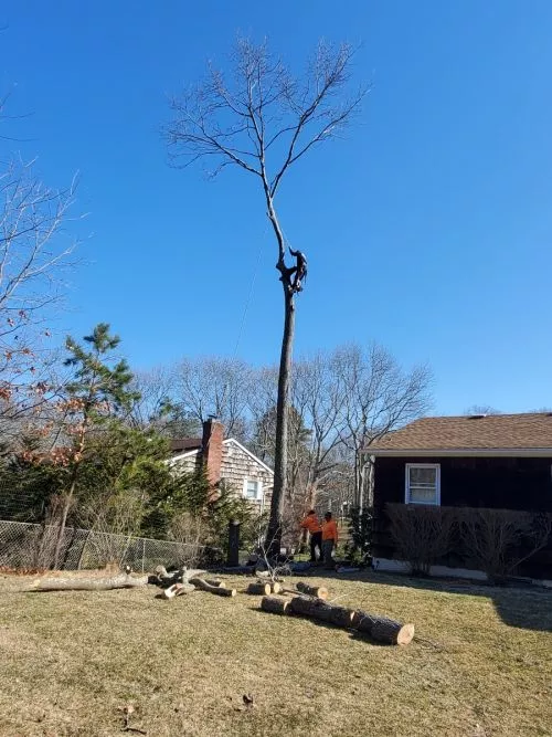 Hefferin did a fantastic job pruning and topping off trees for me