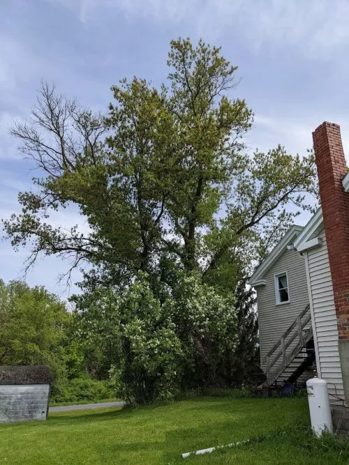 The Elmore Crew did an excellent job on our property taking down a failed tree that was leaning on our home