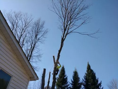 We called Tree of Life to help us clear a lot of trees dangerously close to our power lines