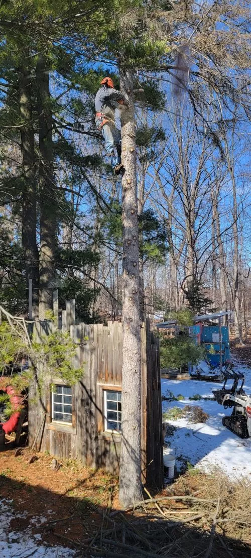 Kudos to Steve from The Arbour Barber for a job well done removing a dead pine tree from our studio grounds today