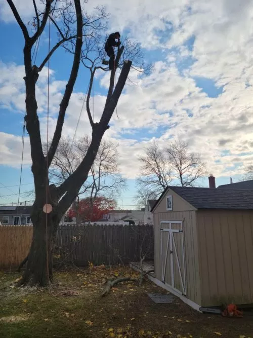 This morning we had Joe"s Complete Tree Service here to take down a humongous tree that was really unhealthy and had been