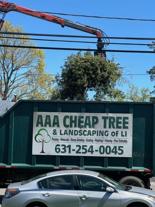  alt='The crew were great, knowledgeable, and professional. They not only cut a tree by my house but also a large tree at my'