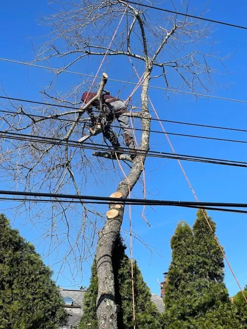 The crew were great, knowledgeable, and professional. They not only cut a tree by my house but also a large tree at my