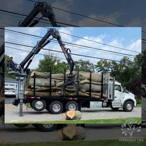 I hired Hernandez Tree Care Service to trim pine branches that were overhanging my home