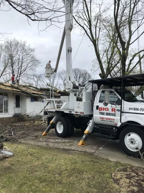 We hired big R service to remove a tree in front of our house, and I couldn’t boast about them more