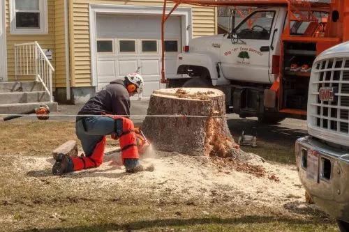 Professional work at a reasonable price.  Big R tree service did an excellent job in removing 5 very large trees from our