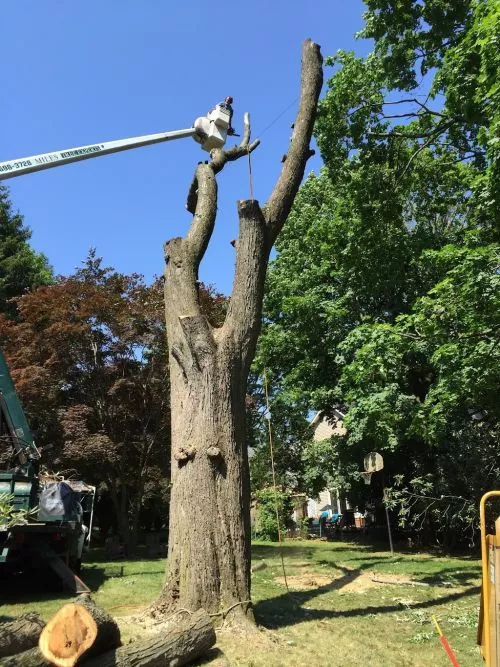 We wanted to have a tree stump removed from our backyard. So we did a search on Google Maps and inquired with all local