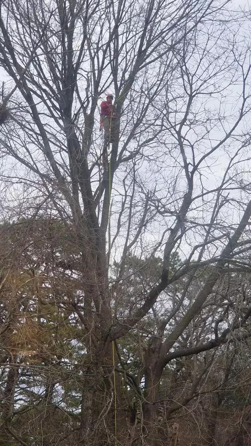 I’ve been using these guys for several years for tree pruning and removal. They always schedule promptly and do a great job