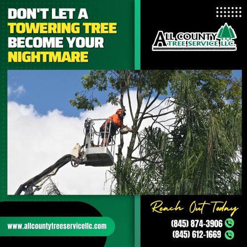  alt='This company is outstanding! Incredible work ethics, remarkable ability to trim, cut and remove huge trees, responsive and'
