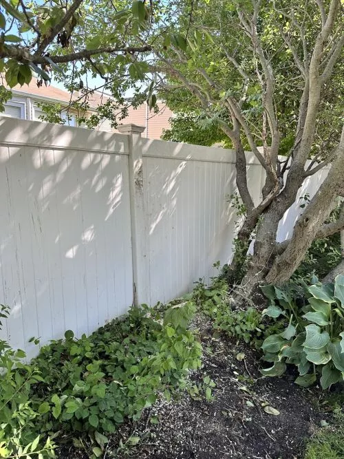 I recently had Marc and his crew come to remove a huge London plane tree from my backyard