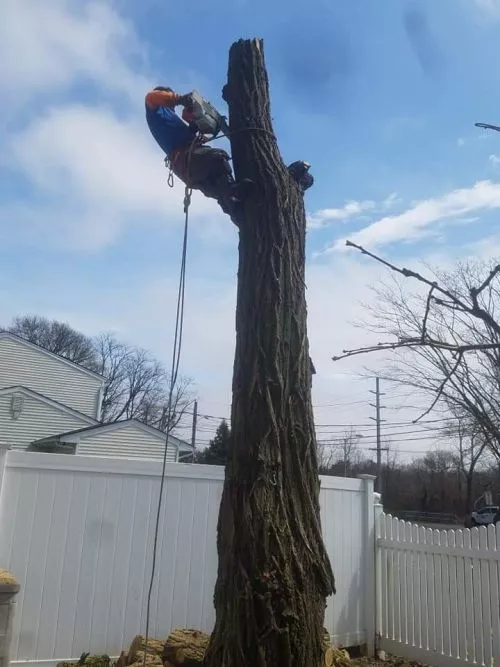 These guys and girl did a great job! Removed a few tree"s and low hanging branches