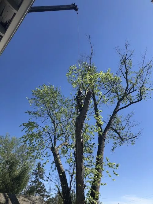 I had a couple of very large pine trees come down on my house during a bad storm causing structural damage