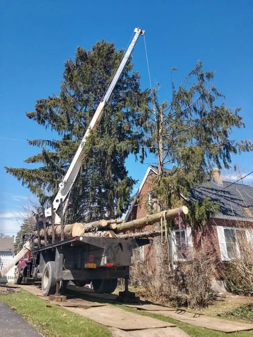 Ben did a great job ! Tree was taken down as we discussed and area was left clean of branches. I will use his service again