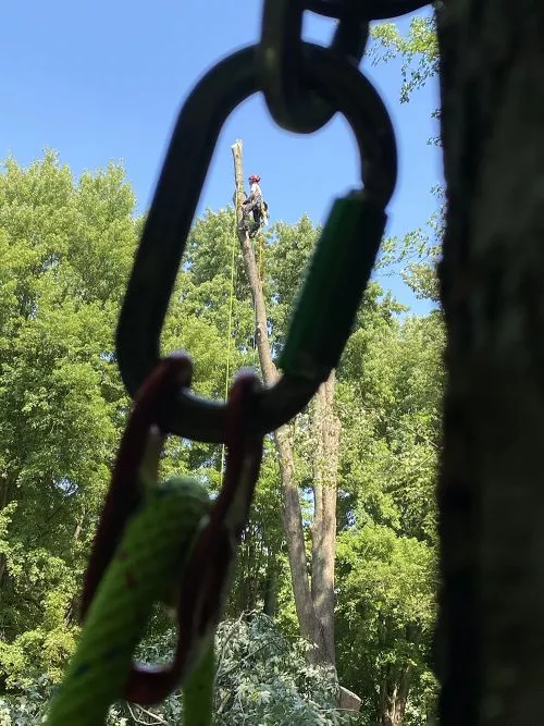 Very, very pleased with ArborCare Tree Managment. Upfront, good price, did a wonderful job trimming trees and taking down