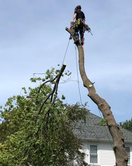 Just had my large tree trimmed and dead wood removed yesterday. I would definitely recommend this company