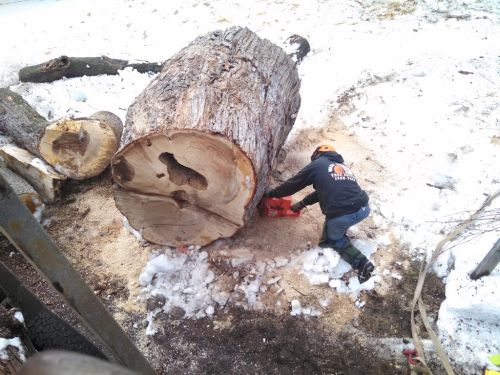  alt='Word Brothers Tree & Crane Services cut my pretty big tree at our property'