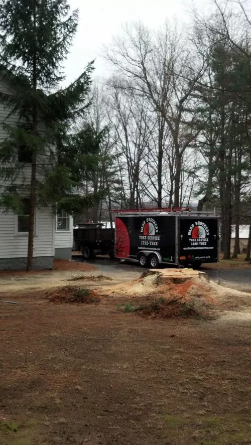 Word Brothers Tree & Crane Services cut my pretty big tree at our property