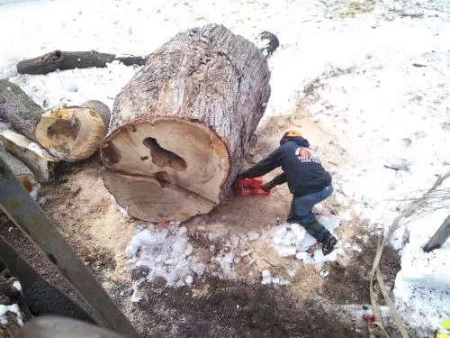 No need to look any further than here for any tree concerns. These guys are very professional and do a bang-up job