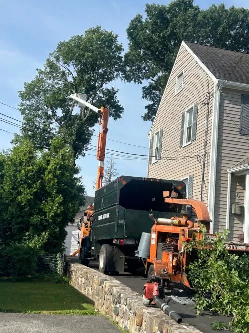 I hired the service to clean up a partly damaged oak tree- they did an amazing job - at a very reasonable price