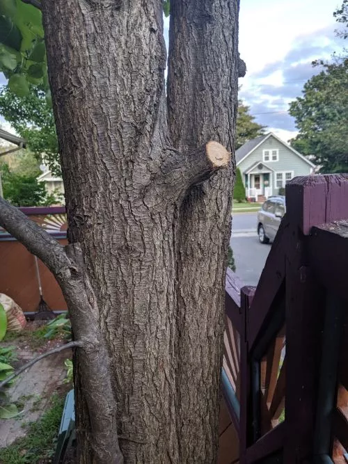 High guys did an excellent job removing two extremely large trees and trimming up a couple others we have in our yard