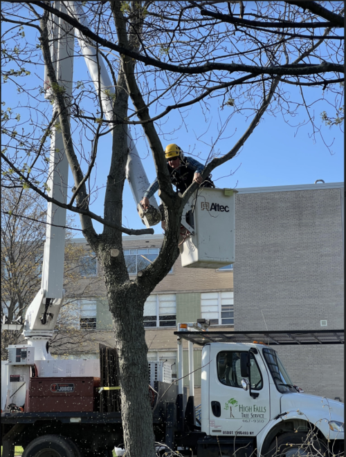  alt='High Falls Tree removed a large, rotting oak in a very difficult spot on my property'