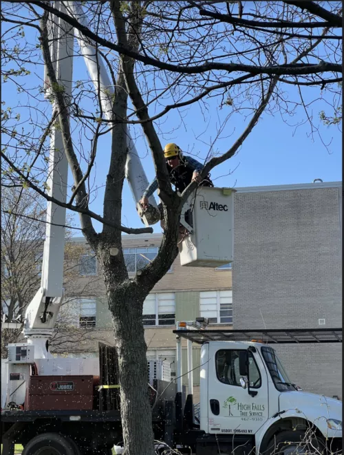 Since moving into the Oakridge neighborhood in West Irondequoit in 1999 I have had to get tree service and removal a few