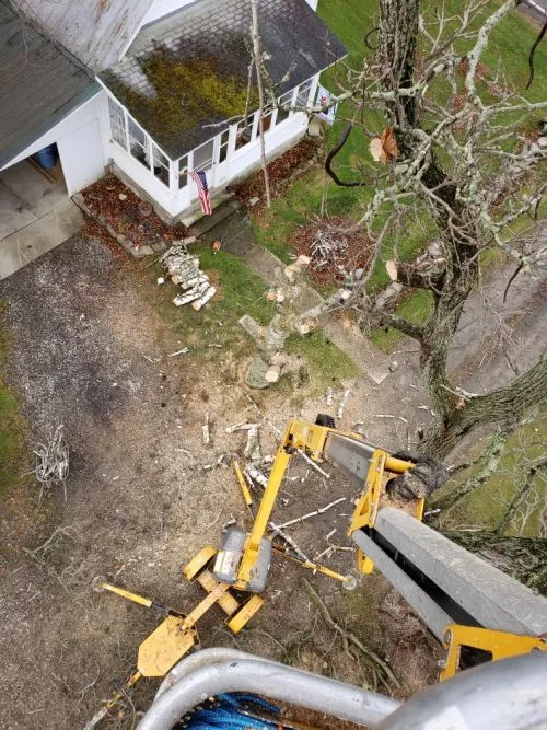 There seems to be no shortage of tree services in Chemung County, but the team at Angry Loraxe stands above the crowd