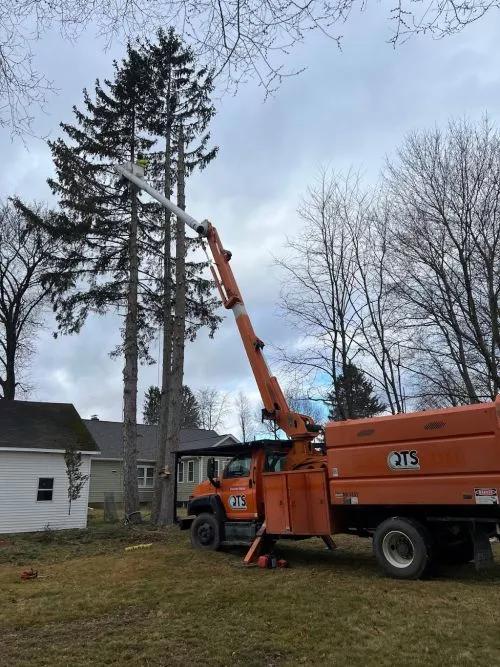 Angel and his crew did an incredible job removing a big birch tree and taking care of the stump and another stump on our