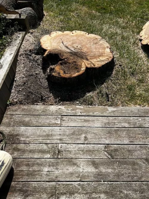 Rays tree care was awesome, Ray and his crew took down a huge pine tree on our property