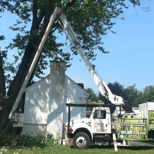  alt='GREAT service and also the best price I got out of several quotes to take down 2 huge overgrown maple trees from my'