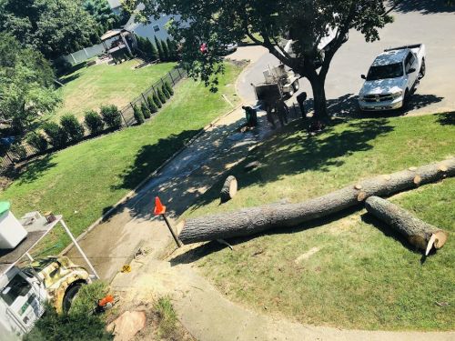  alt='Had a HUGE tree directly in front of my house I wanted taken down. I contacted them based on reviews on Yelp'