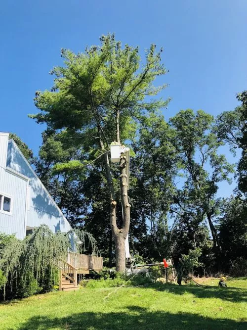 Had a HUGE tree directly in front of my house I wanted taken down. I contacted them based on reviews on Yelp