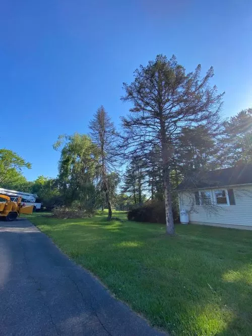 Nick and his crew from Northeastern Tree Care went above and beyond and did an awesome job