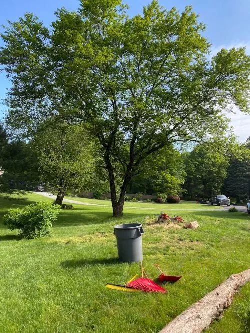 Nick and his crew did an outstanding job removing three very large pine trees (+/- 75ft) and trimming several smaller trees