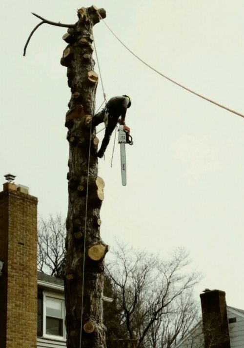  alt='We contracted with Montalbano Tree Service to have them trim one large tree and remove a 50-year-old maple tree and its'