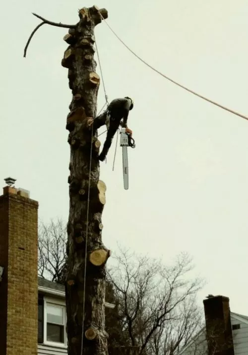 Our mature silver maple dropped a huge limb last weekend and a family friend suggested Montalbano Tree Service